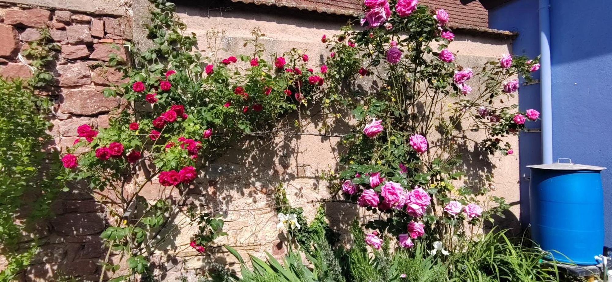 La Maisonnette Bleue, Eco-Logis Equipe De Toilettes Seches Rosheim Exterior foto